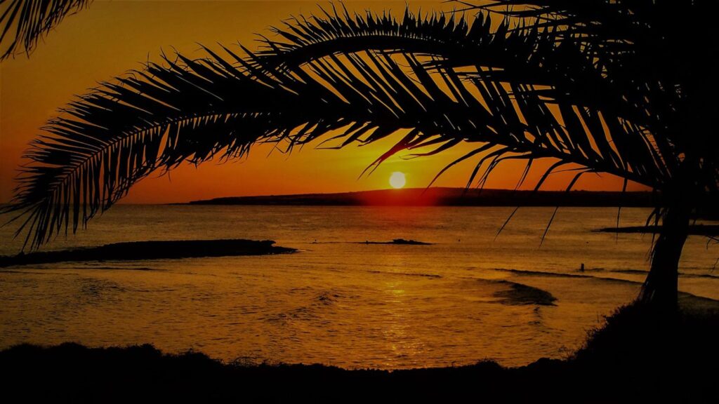 Solnedgång över havet i Ayia Thekla, Ayia Napa, Cypern. Vacker palme i förgrunden.