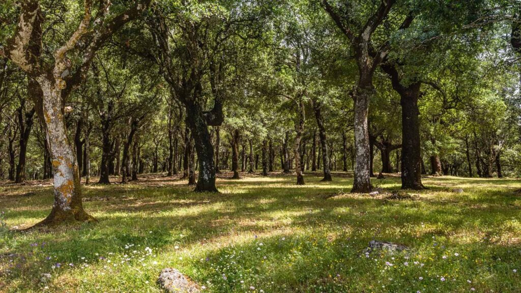 Ett vackert skogsområde med korkträd i Kefalonia, Grekland. Lugnt och grönt.