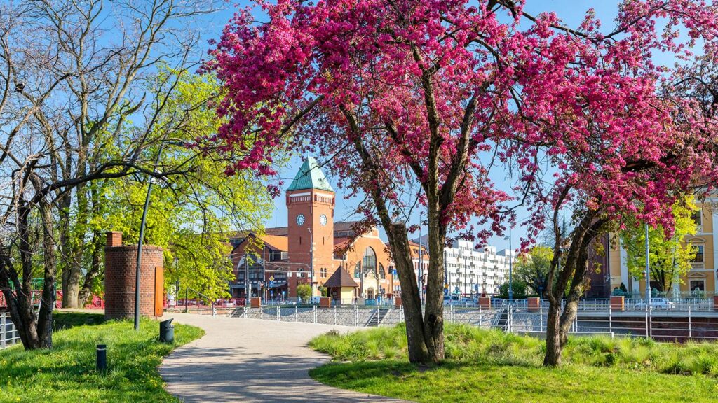 Vackra blommande träd på ön Daliowa i Wroclaw, med Hala Targowa i bakgrunden.