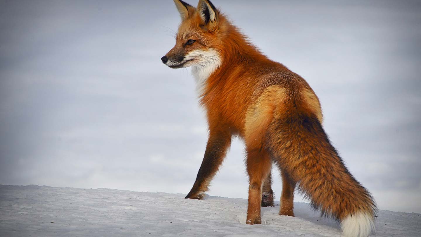 Kanada – storslagen natur, kultur och äventyr